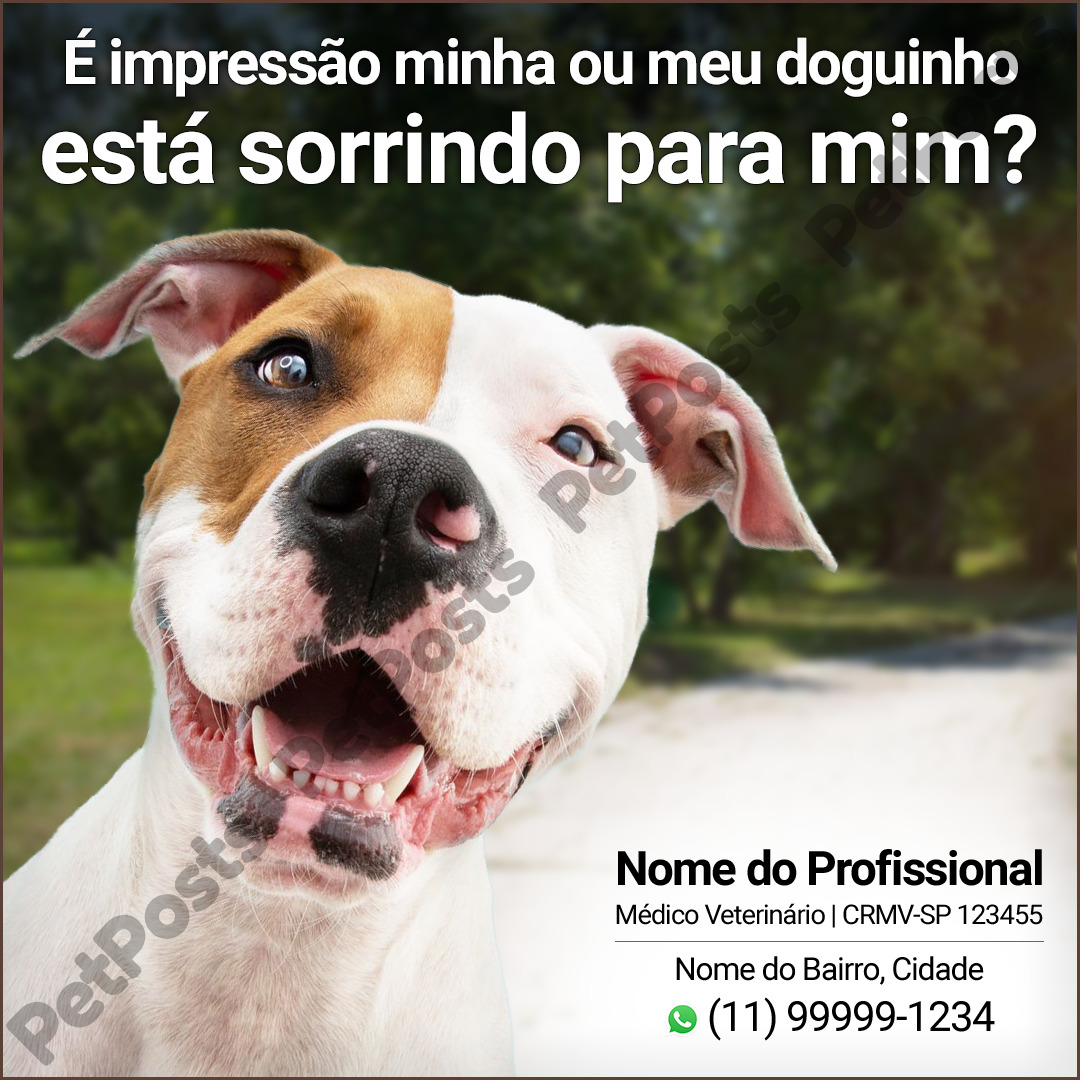 Nomes diferentões pra usar nem que seja no seu Pet